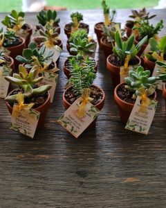 Mini Succulent Gift Pots